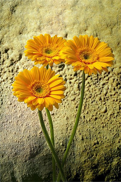 Trio of Yellow Gerbera Picture Board by Kevin Tate