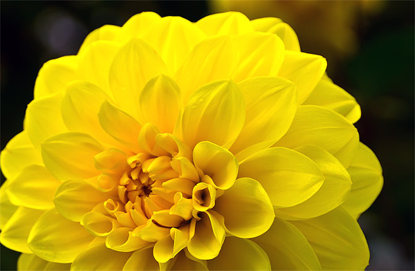 Yellow Dahlia Picture Board by Kevin Tate