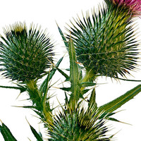 Buy canvas prints of Thistle by Kevin Tate