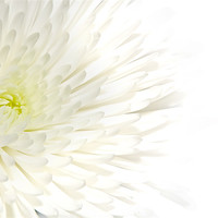 Buy canvas prints of Chrysanthemum by Kevin Tate