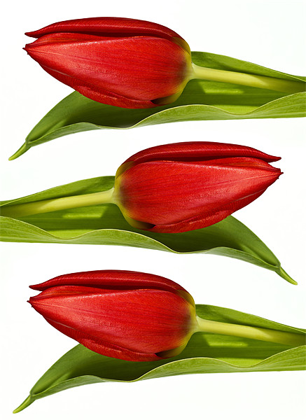 Trio of Tulips Picture Board by Kevin Tate