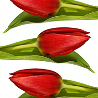 Buy canvas prints of Trio of Tulips by Kevin Tate