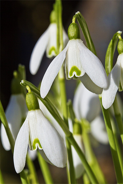 Snowdrops Picture Board by Kevin Tate