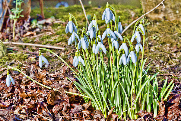 Snowdrops Picture Board by Kevin Tate