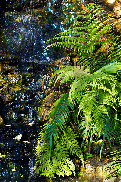 Green fern waterfall. Picture Board by Kevin Tate