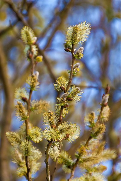 Spring Catkins Picture Board by Kevin Tate