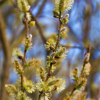 Buy canvas prints of Spring Catkins by Kevin Tate