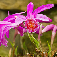 Buy canvas prints of Orchid Bloom by Kevin Tate