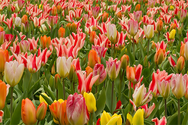 Field of Tulips Picture Board by Kevin Tate