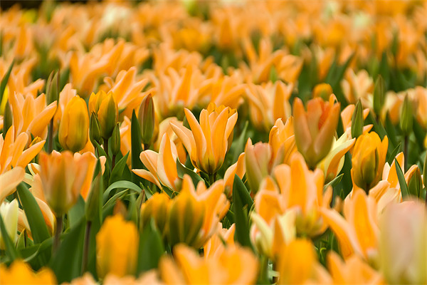 Yellow Tulips Picture Board by Kevin Tate