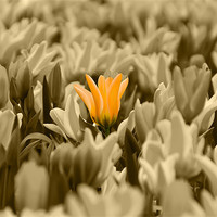 Buy canvas prints of Yellow Tulips Isolation by Kevin Tate