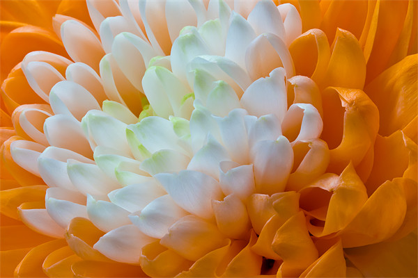 Orange Dahlia Picture Board by Kevin Tate