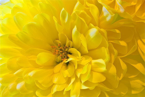 Yellow Dahlia Bloom Picture Board by Kevin Tate