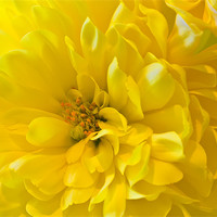 Buy canvas prints of Yellow Dahlia Bloom by Kevin Tate