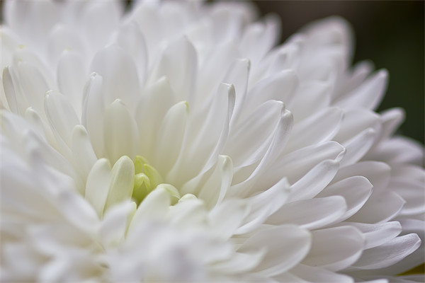 White Dahlia Flower Picture Board by Kevin Tate