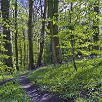 Buy canvas prints of Bluebell Path by Kevin Tate