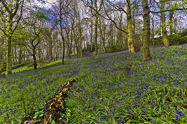 Bluebell Woods Picture Board by Kevin Tate