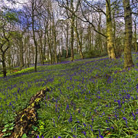Buy canvas prints of Bluebell Woods by Kevin Tate
