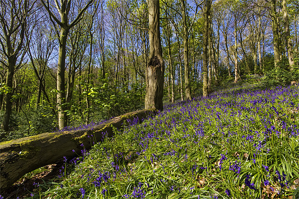 Woodland Bluebells Picture Board by Kevin Tate