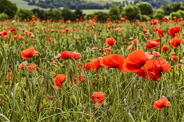 Poppy Field Picture Board by Kevin Tate