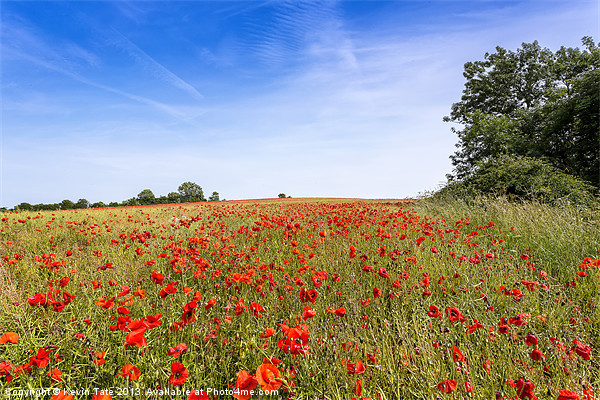 Field Poppies Picture Board by Kevin Tate