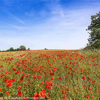 Buy canvas prints of Field Poppies by Kevin Tate