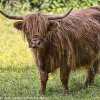 Buy canvas prints of Highland Cow by Kevin Tate