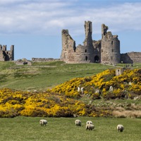 Buy canvas prints of Dunstanburgh castle by Kevin Tate