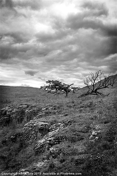 Windswept Hawthorn Picture Board by Kevin Tate