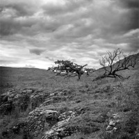 Buy canvas prints of Windswept Hawthorn by Kevin Tate