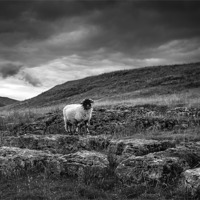 Buy canvas prints of Black faced sheep by Kevin Tate