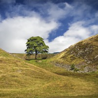 Buy canvas prints of Sycamore Gap (the 