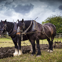 Buy canvas prints of Horses and Plough by Kevin Tate