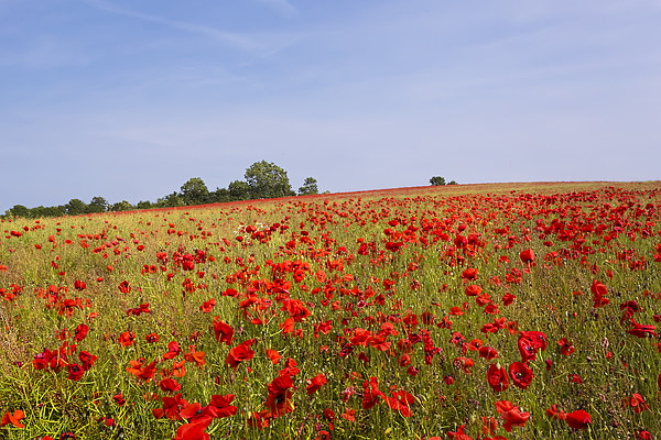 Poppy Field Picture Board by Kevin Tate