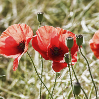 Buy canvas prints of Red field poppies by Kevin Tate
