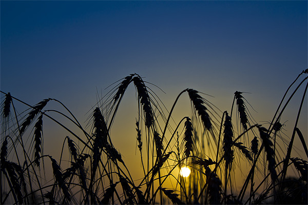 Wheat Sunrise Picture Board by Kevin Tate