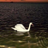 Buy canvas prints of Swan Lake by JOHN FORD