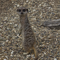 Buy canvas prints of Simples by Northeast Images