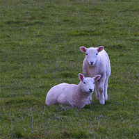 Buy canvas prints of lambs by Northeast Images