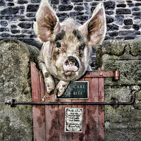 Buy canvas prints of Piggin` Poser by Northeast Images