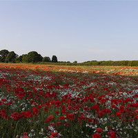 Buy canvas prints of Poppies and Daisies by Northeast Images