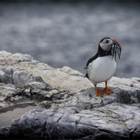 Buy canvas prints of puffin by Northeast Images