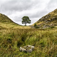 Buy canvas prints of Sycamore Gap by Northeast Images