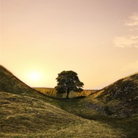 Buy canvas prints of Sycamore Gap by Northeast Images