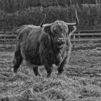 Buy canvas prints of Highland Cow by Northeast Images