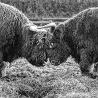 Buy canvas prints of Head to Head (b&w) by Northeast Images