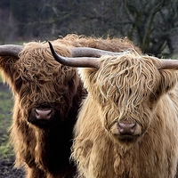 Buy canvas prints of Highland Cows by Northeast Images