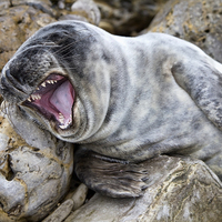 Buy canvas prints of baby seal by Northeast Images