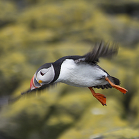 Buy canvas prints of puffin by Northeast Images