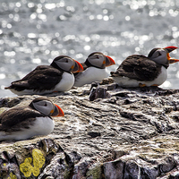 Buy canvas prints of puffins by Northeast Images
